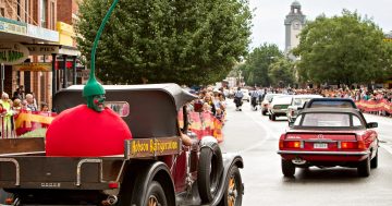 From a backyard plot to a national industry: the roots of Young’s Cherry Festival