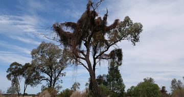 Coppicing bill defeated as strangle vine spreads, fire risk rises