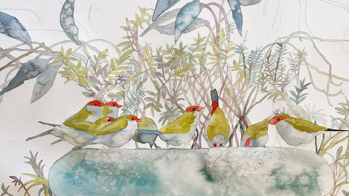 Our Backyard by Vicki Luke