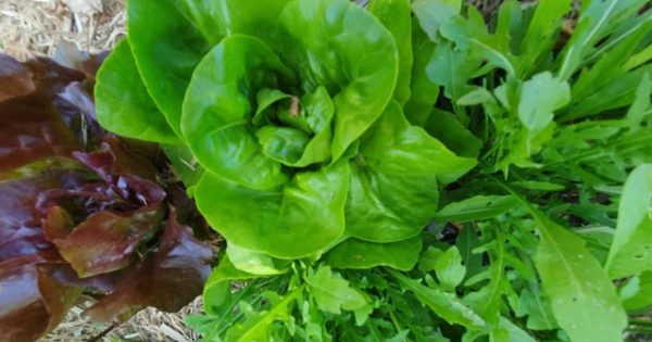 Tips for gardening during a hot, dry summer