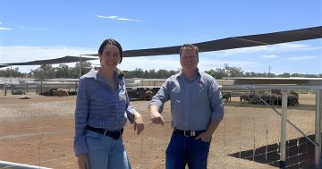 Southern beef and lamb school planned for Wagga Wagga in 2026