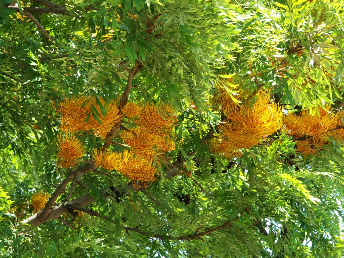 leaves of a silky oak tree