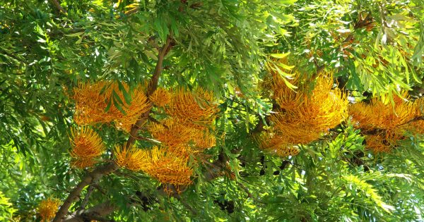Court rejects Lockhart man’s call for removal of neighbour’s trees
