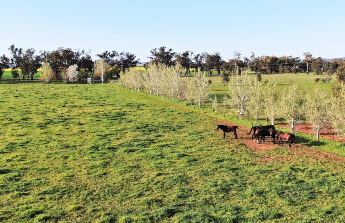 land with horses on it