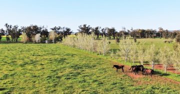 Court appoints independent administrator in bitter Riverina estate dispute between mother and son