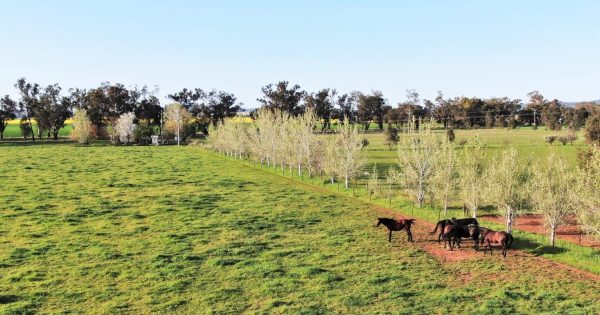 Court appoints independent administrator in bitter Riverina estate dispute between mother and son
