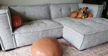 Help! Our lounge has gone to the dogs