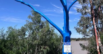 Lake Centenary's mysterious blue tree sparks intrigue and hope