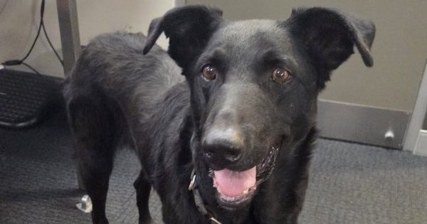 Stray pup turns itself in to Riverina police but officers doggedly looking for owner