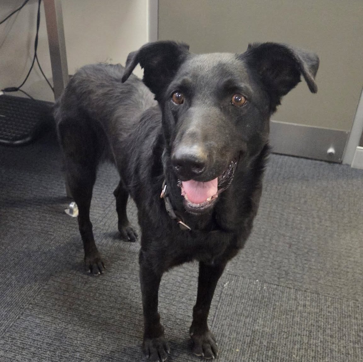 dog in an office