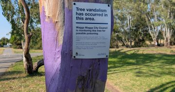 'Act of vandalism': Lake Albert trees likely to have been poisoned