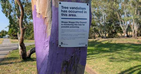 'Act of vandalism': Lake Albert trees likely to have been poisoned
