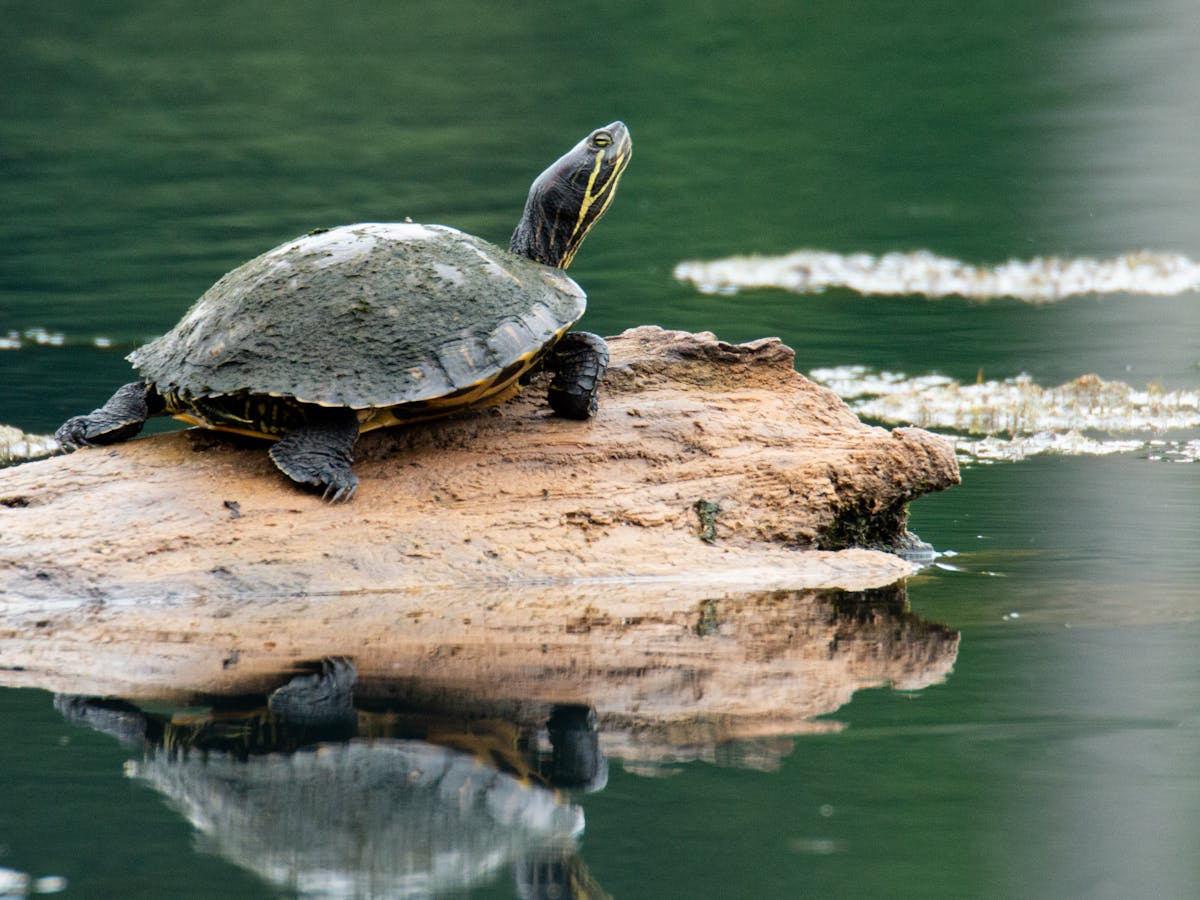 World Wetland Day Wagga Wagga 