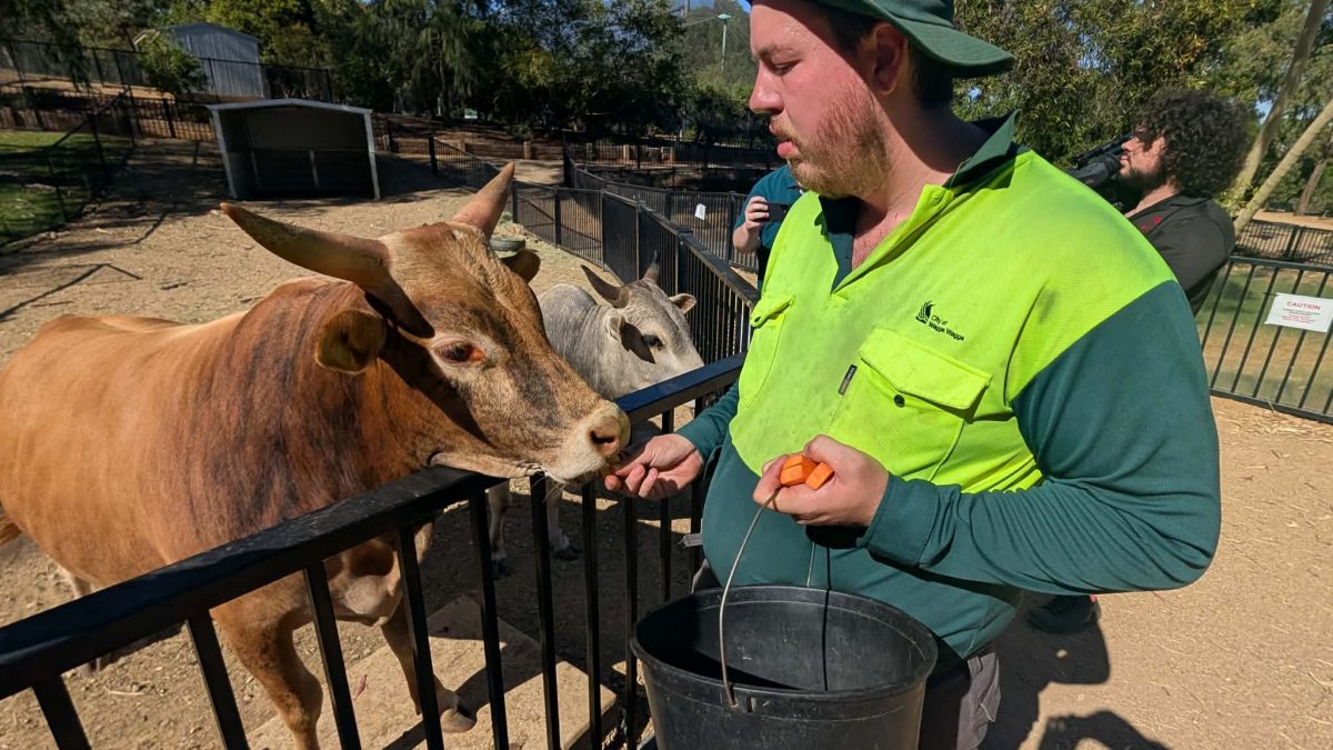 Wagga Zoo and Aviary staff are taking extra measures to ensure the animals are safe and comfortable during this week's heatwave.