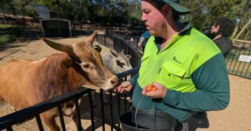 How Wagga Zoo and Aviary keeps creatures cool during extreme heat