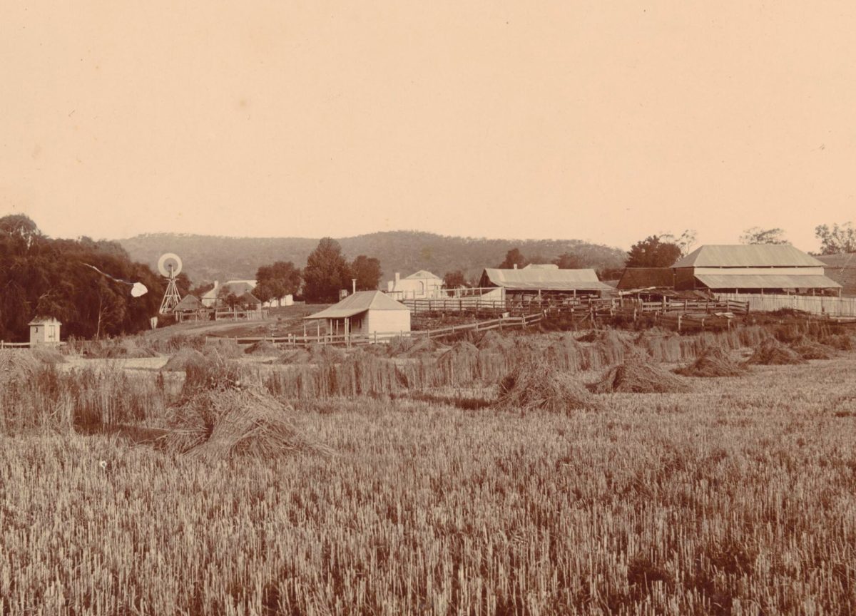 Harvest time at Pulletop Station.