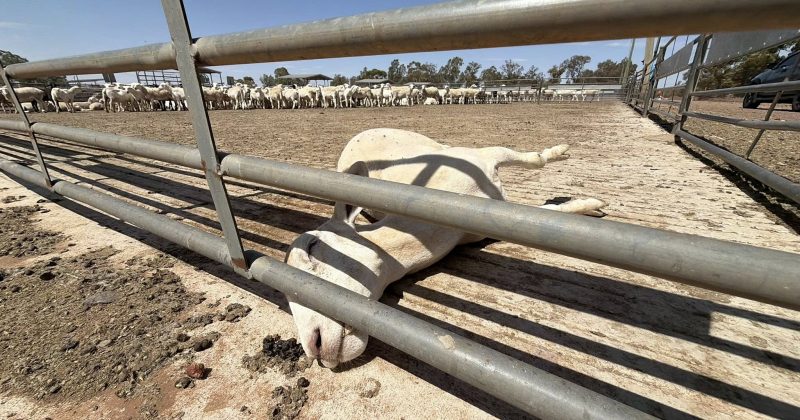 Councillor pushes for shade at Griffith saleyards after social media animal welfare outrage