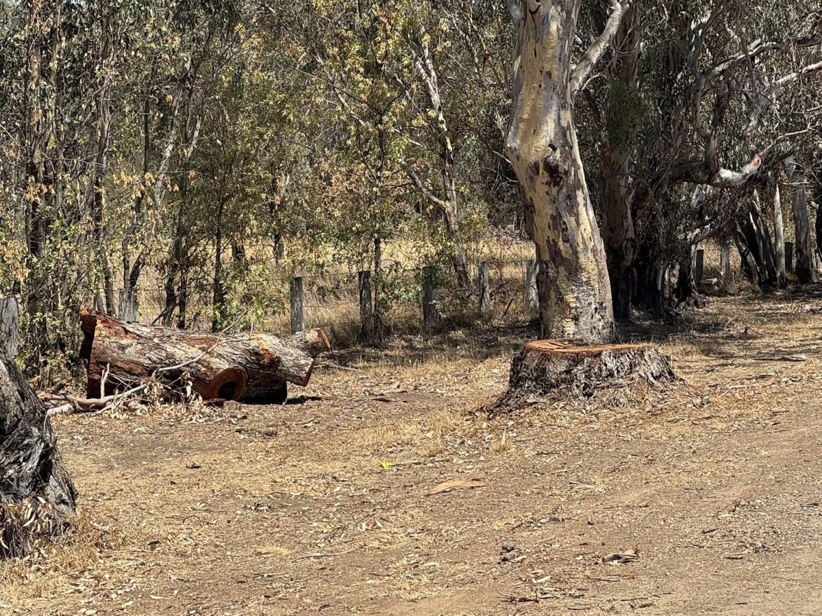 Cr McKinnon said trees had been sacrificed so commuters could travel a few kilometres faster.