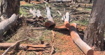 Council cracks down on illegal firewood collection in Narrandera reserves