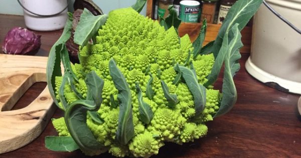 Time to get planting for bountiful winter crops