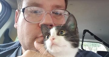 Could 'catios' be the answer to stopping our pets attacking native animals?