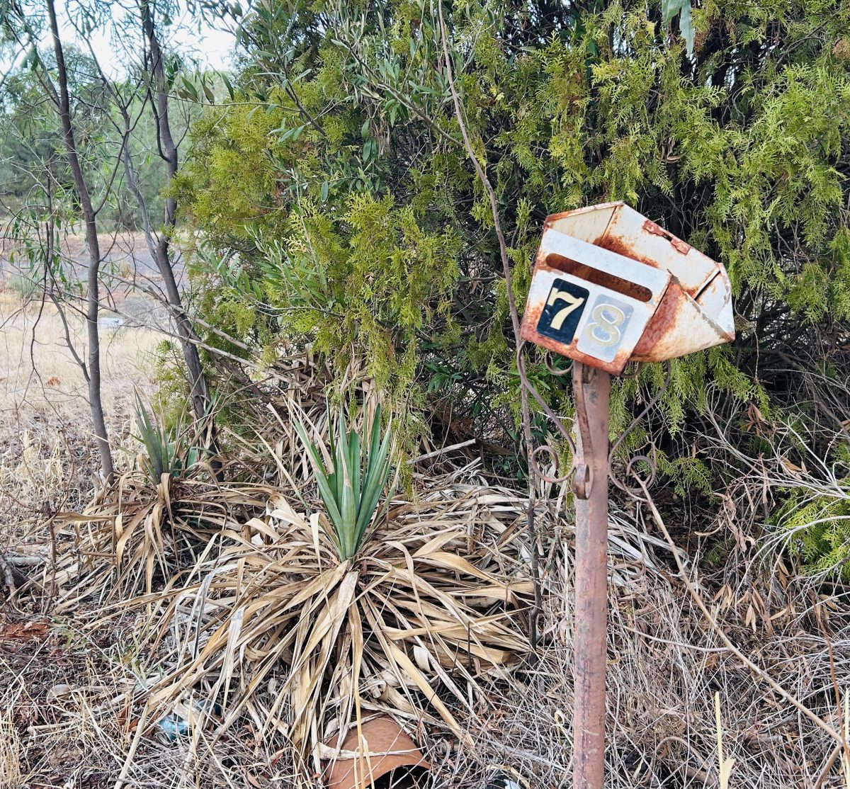 old letterbox in front of tree scrubs