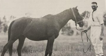 Narrandera's outlaw horse that rode into song, verse and history